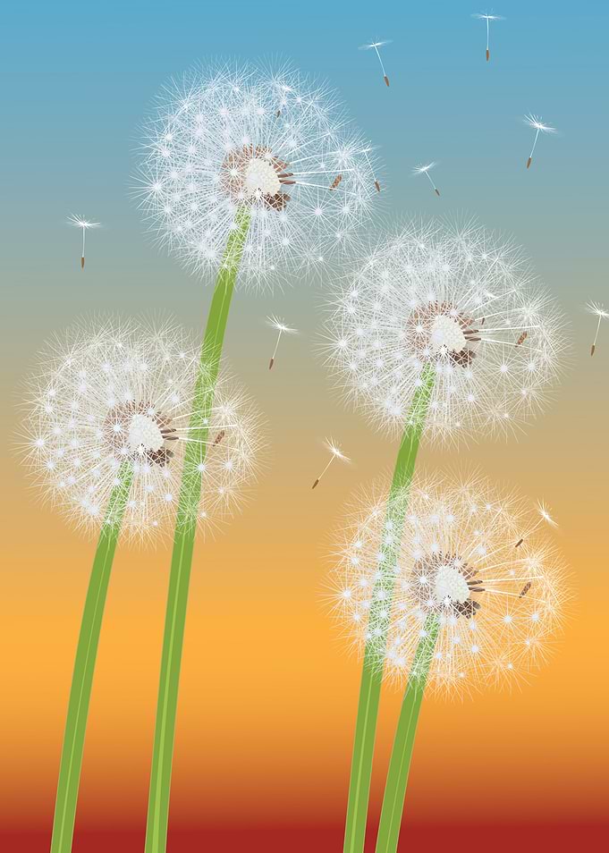 dandelion flying seed