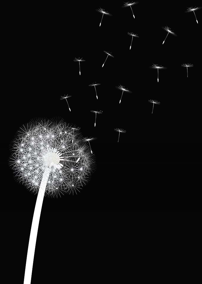 black and white dandelion