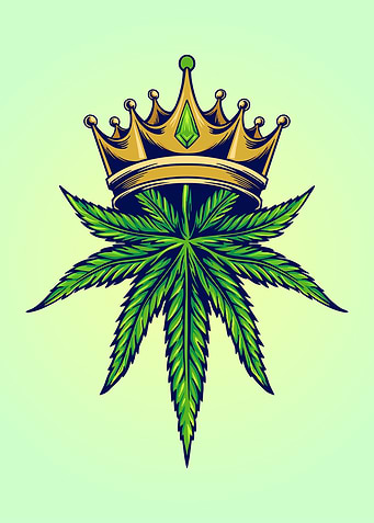 Cannabis
