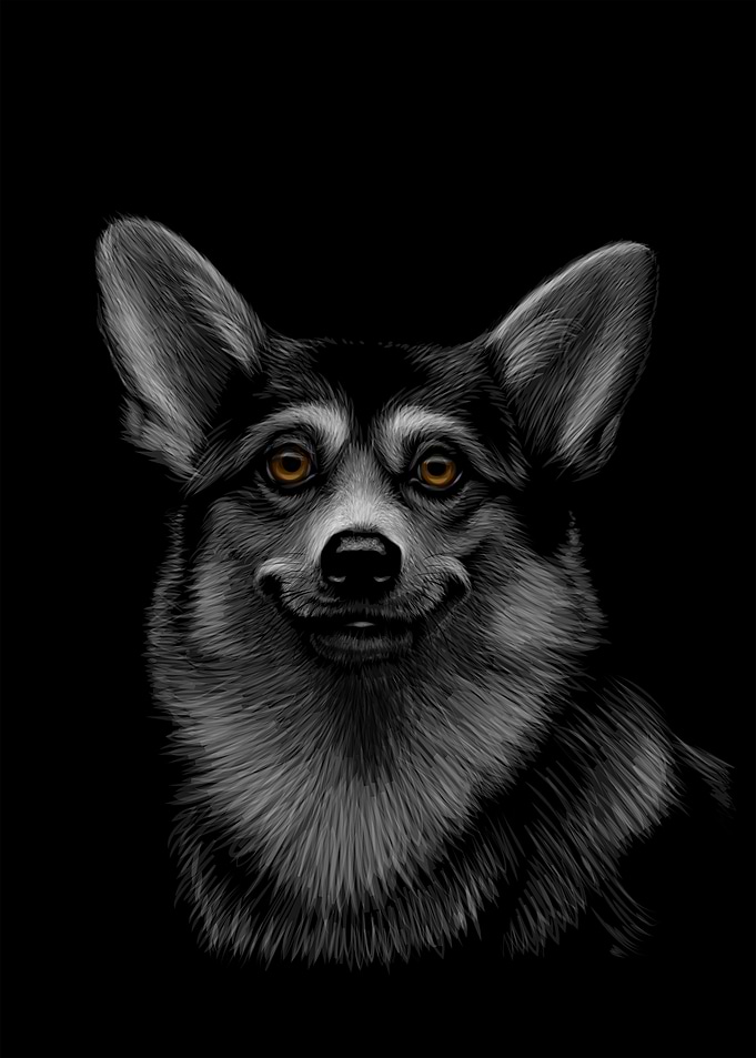 Welsh Corgi Sketching