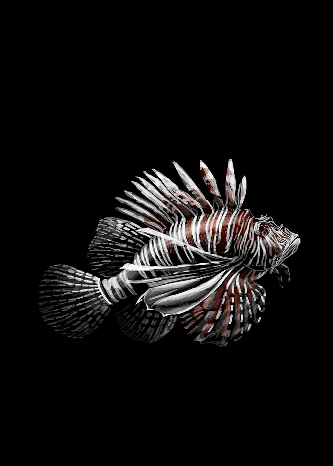 Lionfish Sketching