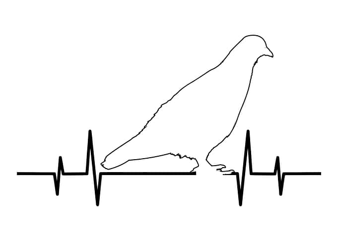 Dove gift