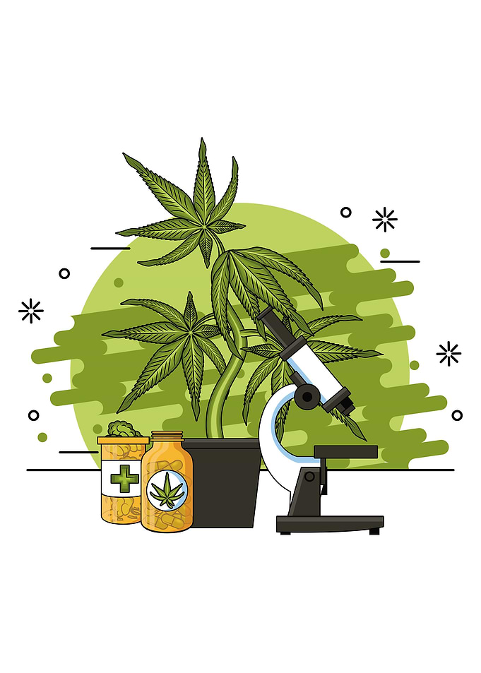 Cannabis