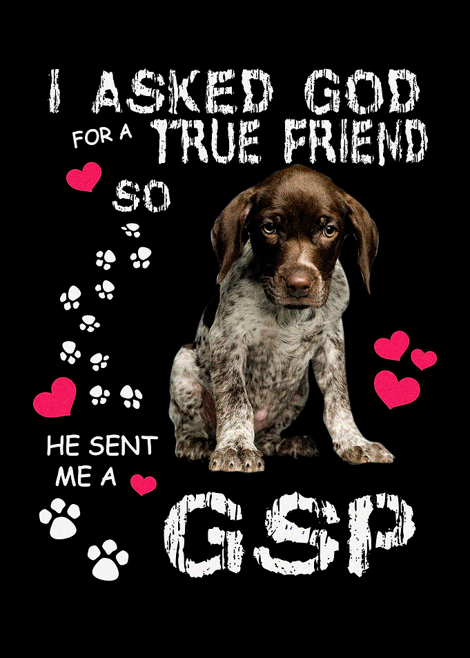 Cute German Shorthair