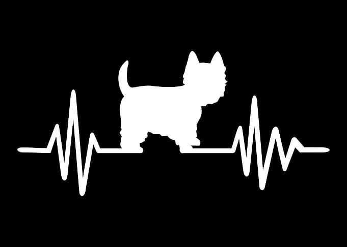 Westie