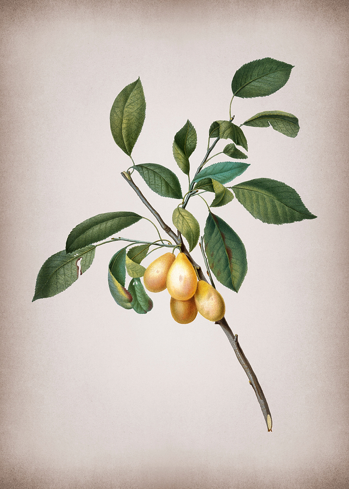 Plum Fruit Illustration
