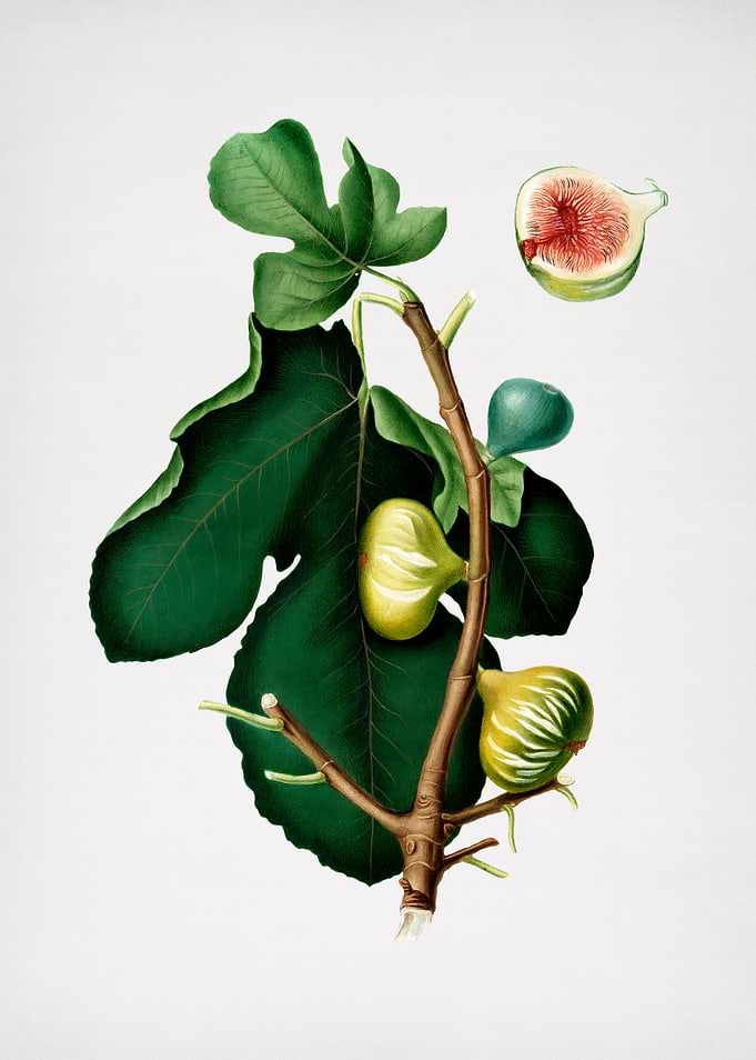Vintage White Fig Painting