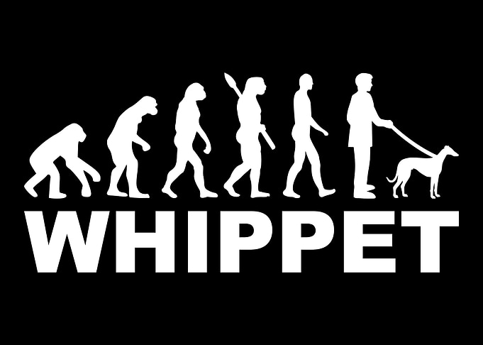 Whippet