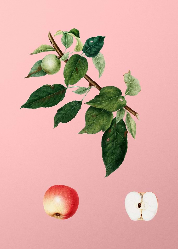 Vintage Apple on Rose Pink