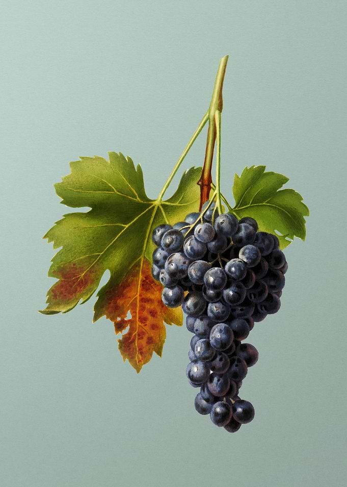 Vintage Grape Painting