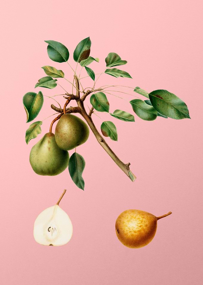 Vintage Pear Fruit on Pink