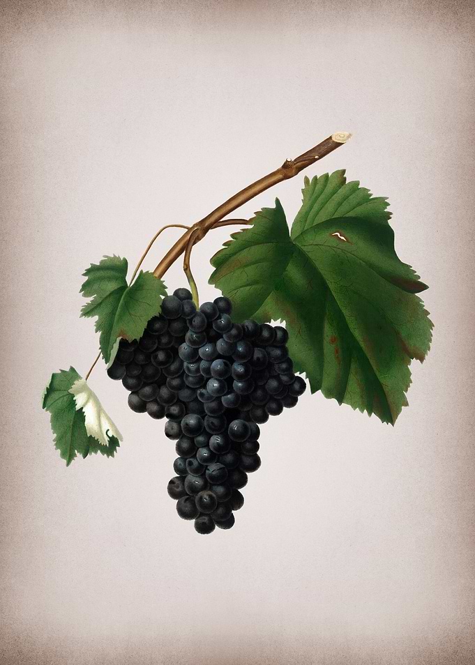Grape Drawing on Parchment