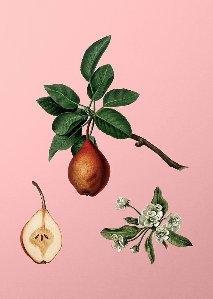 Vintage Pear Fruit on Pink