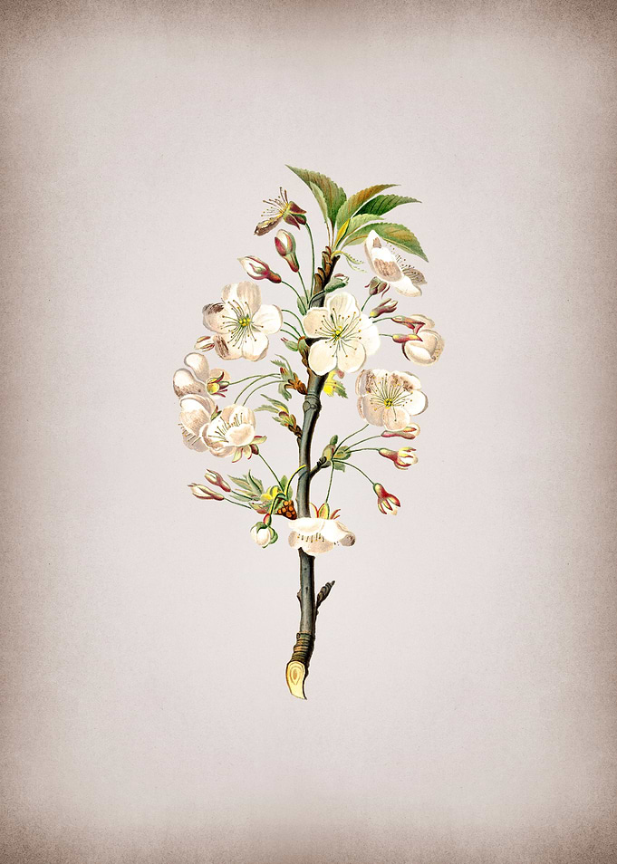 Pear Flower Illustration