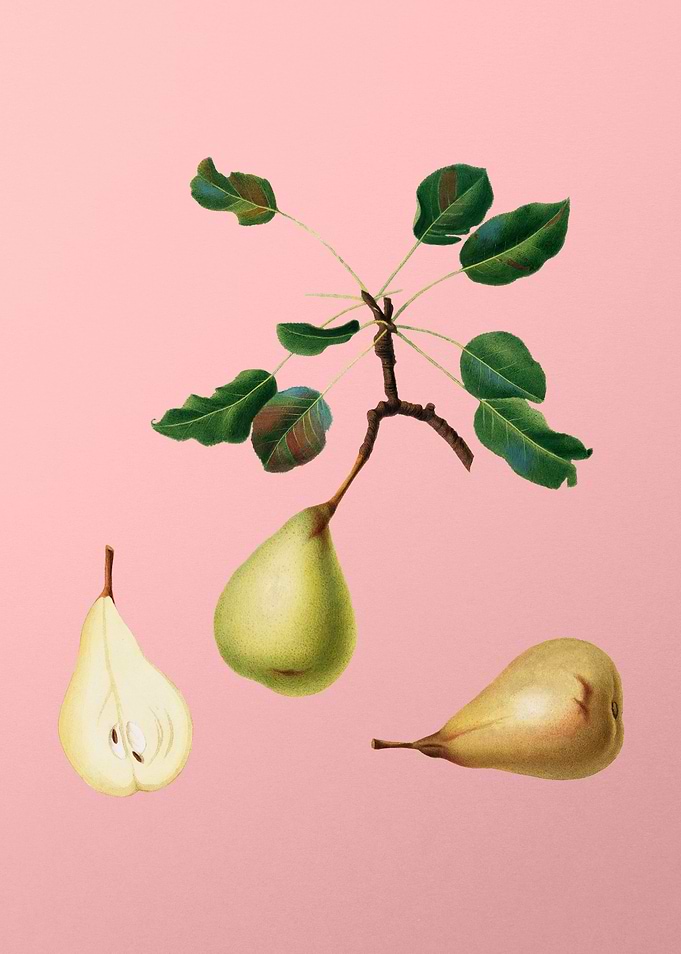 Vintage Pear Fruit on Pink