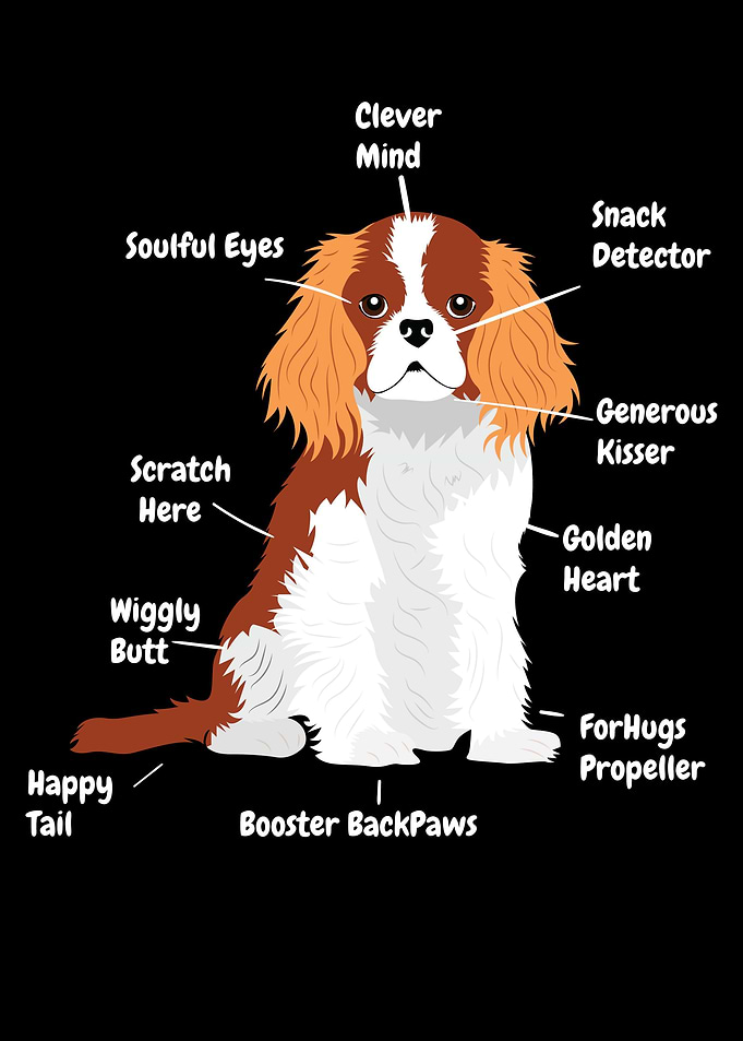 Cavalier King Charles