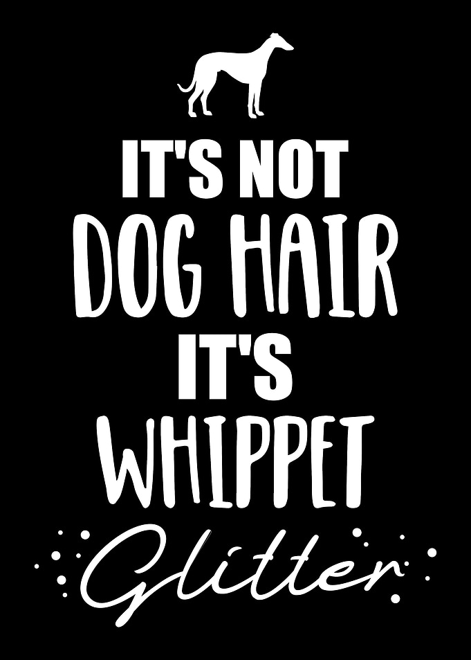 Whippet