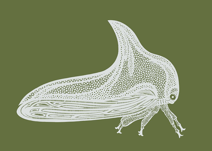 Treehopper Animal Ink Art