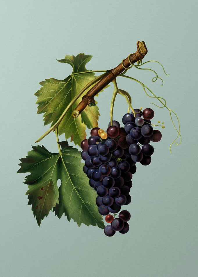 Vintage Black Grape Fruit