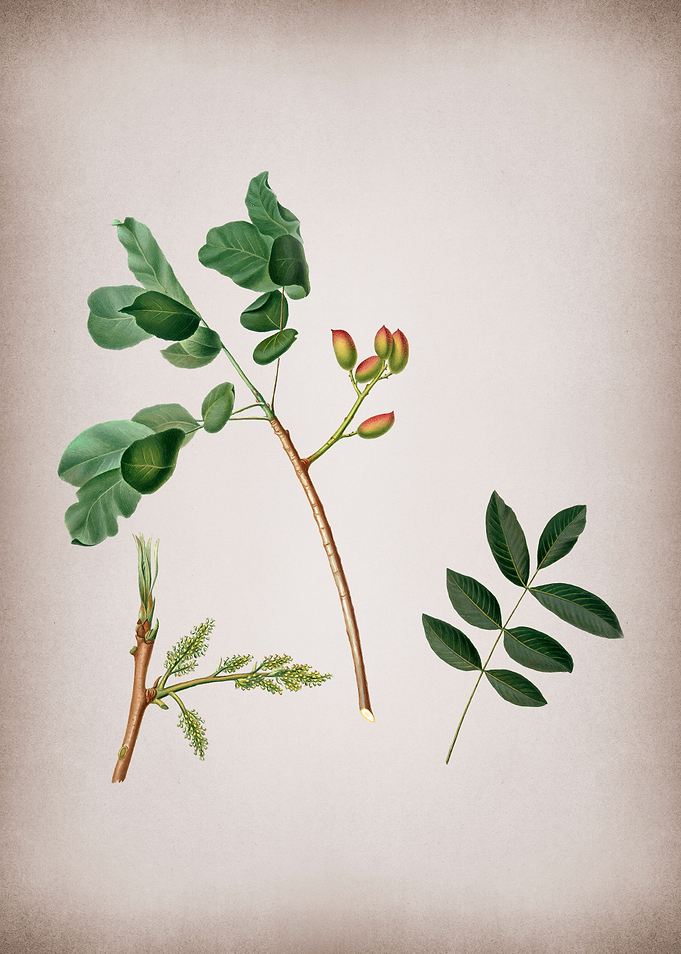 Art Pistachio Illustration