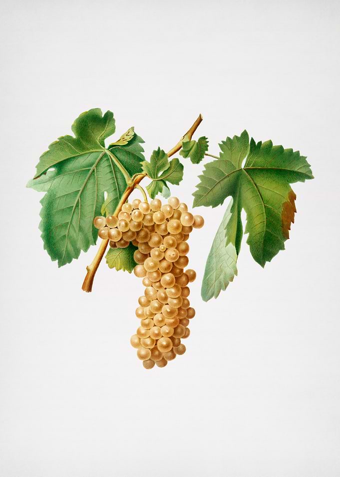 Vintage Grapes Painting