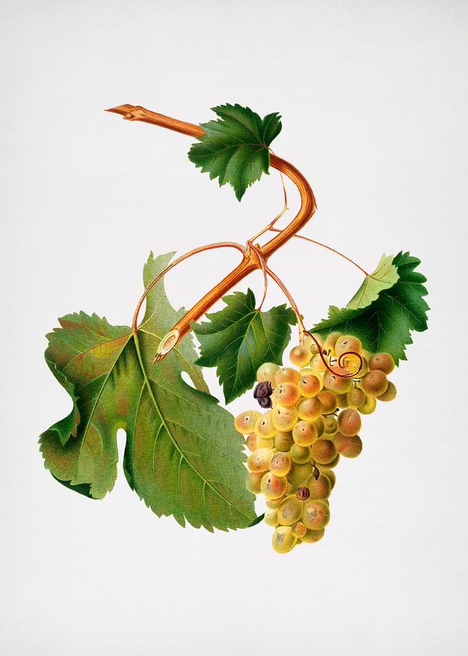 Vintage Grapes Painting