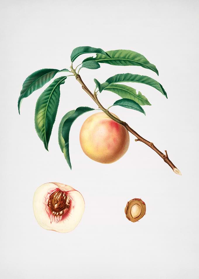 Vintage Peach Painting