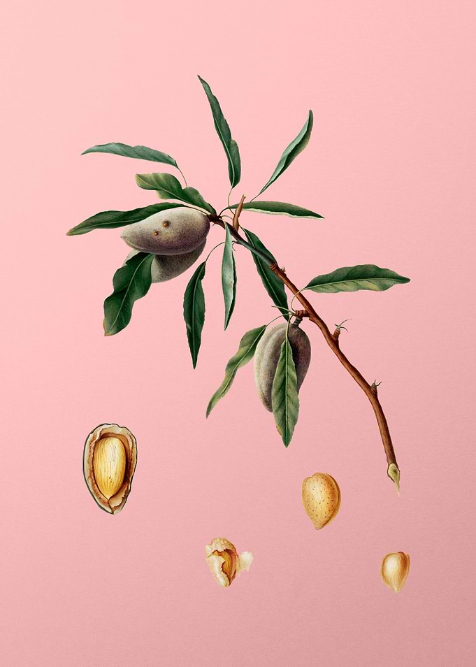 Vintage Almond on Pink