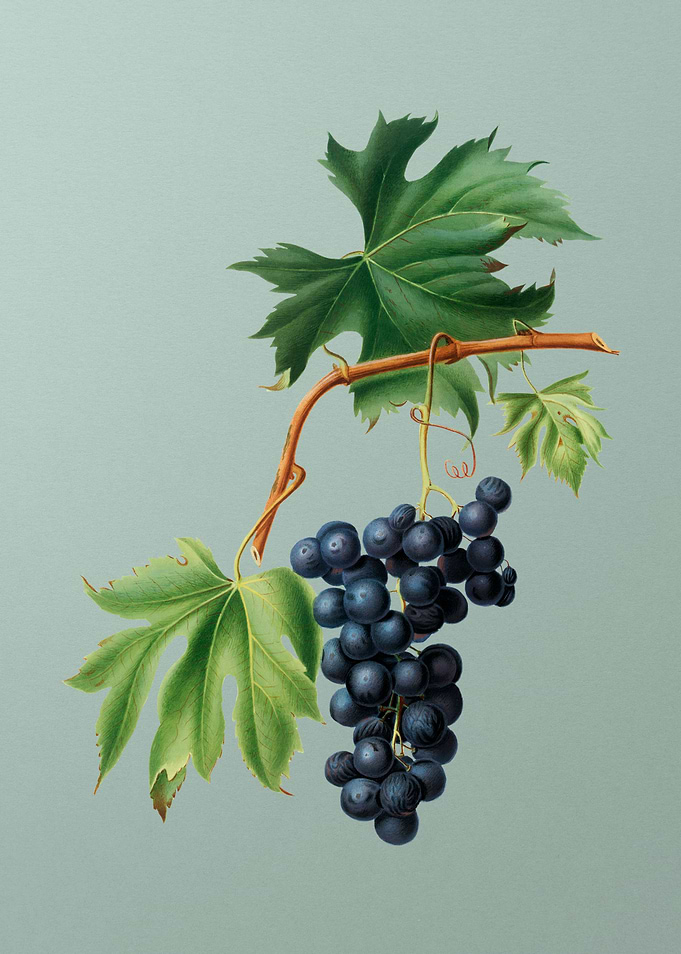 Vintage Brachetto Grapes