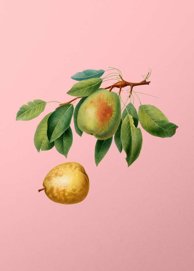 Vintage Pear Fruit on Pink