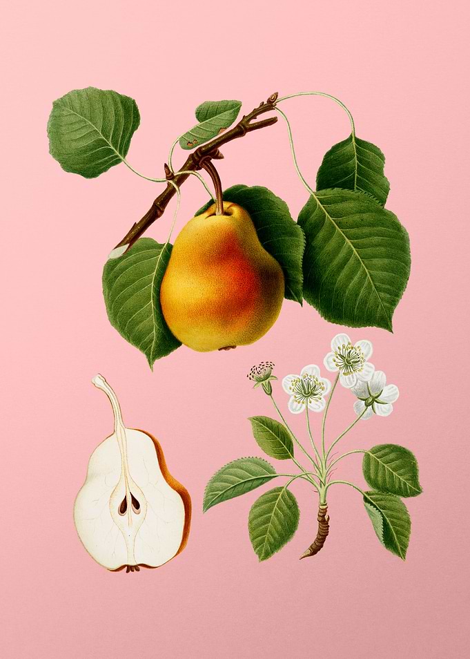 Vintage Pear Fruit on Pink