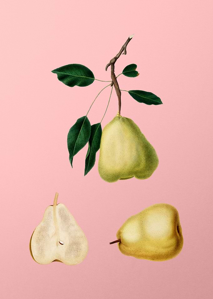 Vintage Pear Fruit on Pink
