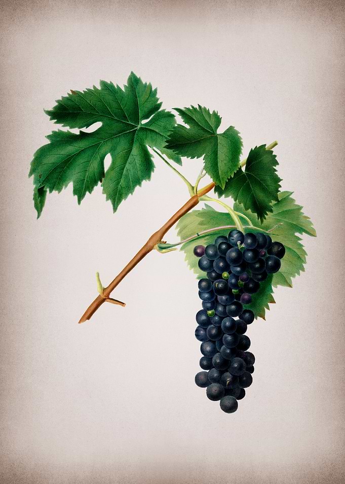 Grape Drawing on Parchment