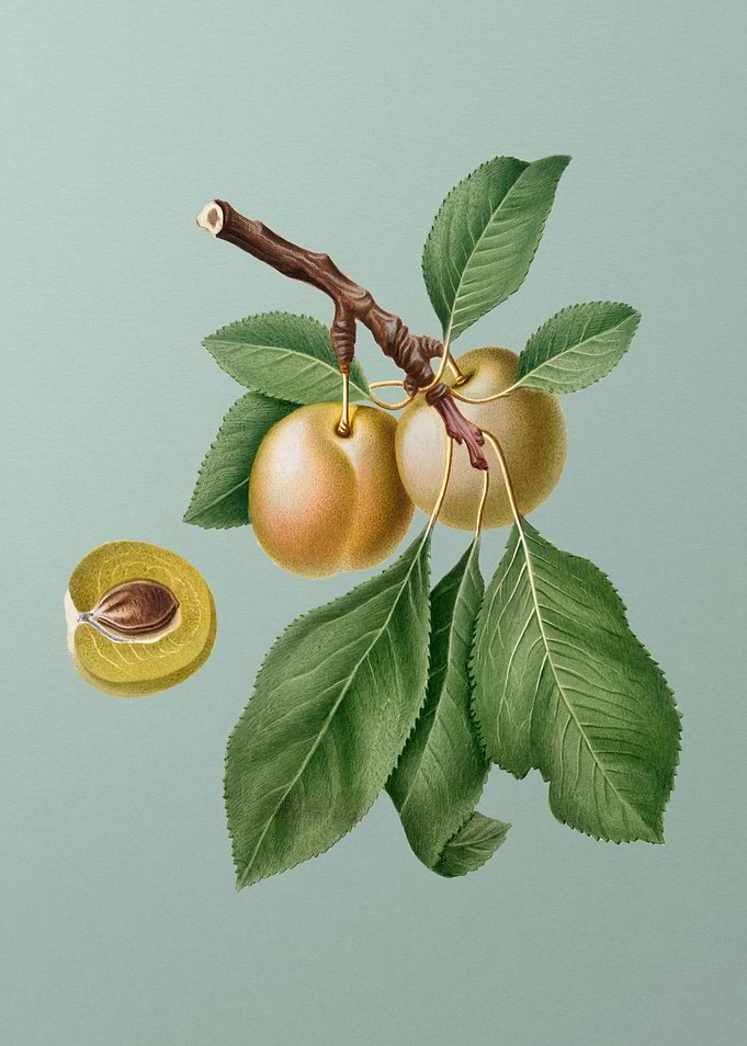 Vintage Prune Painting