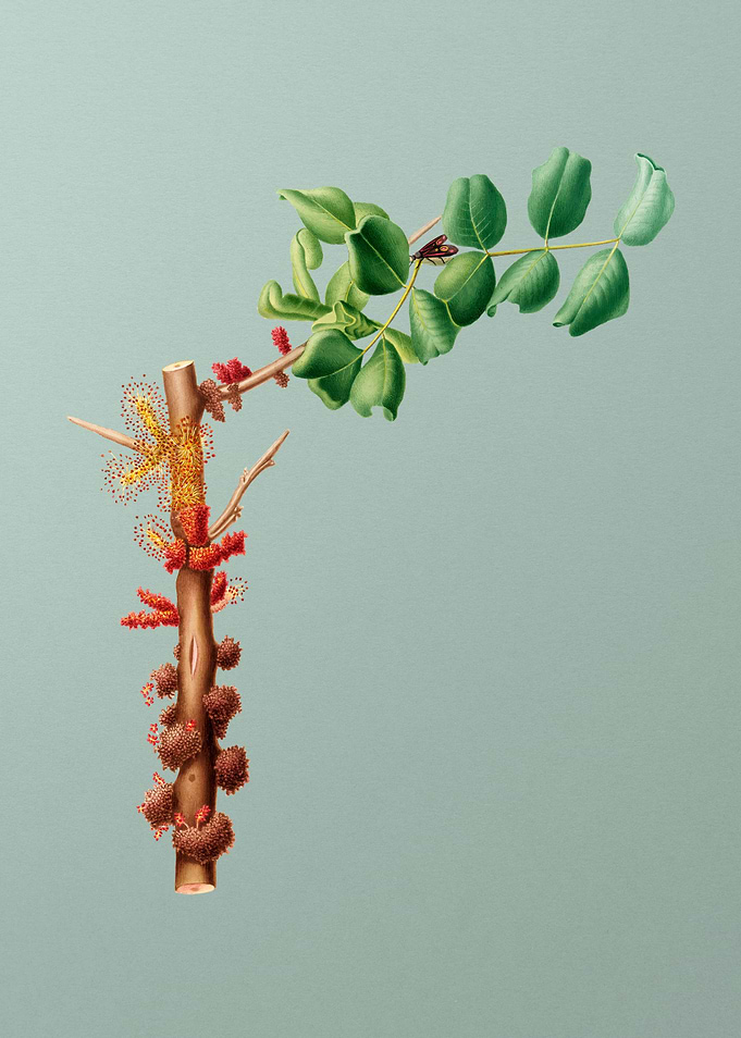 Vintage Carob Flower Fruit