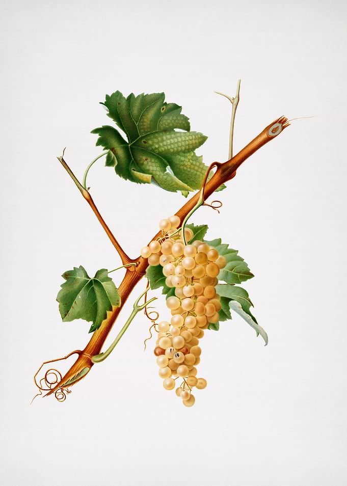 Vintage Grapes Painting