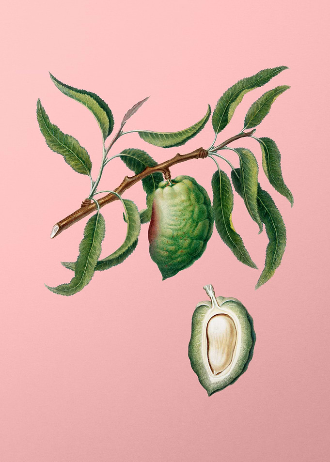 Vintage Almond on Pink