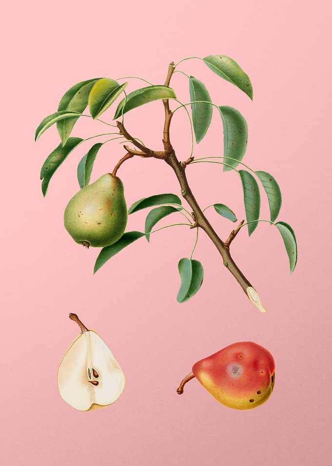 Vintage Pear Fruit on Pink