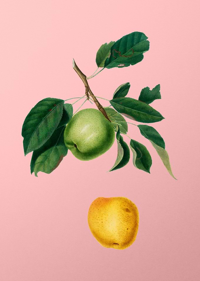 Vintage Apple on Rose Pink