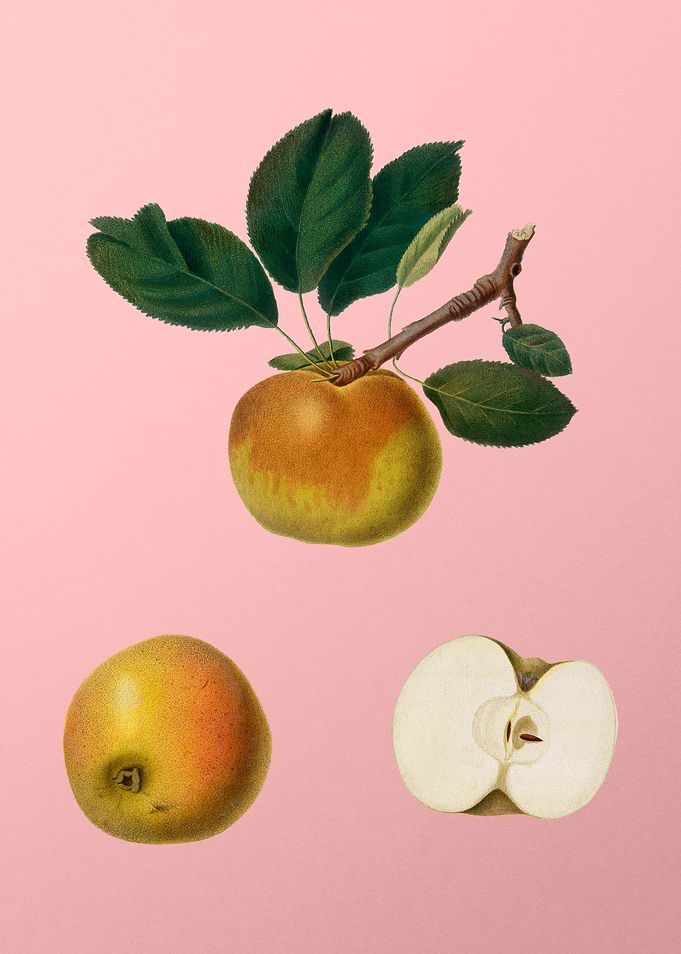 Vintage Apple on Rose Pink