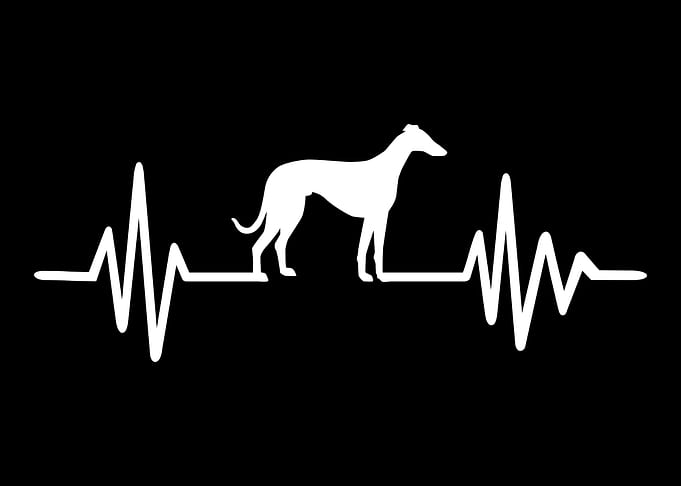 Whippet