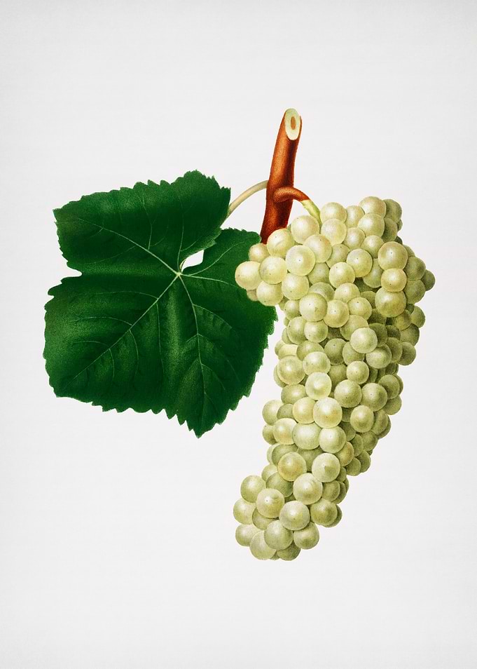 Vintage Grapes Painting