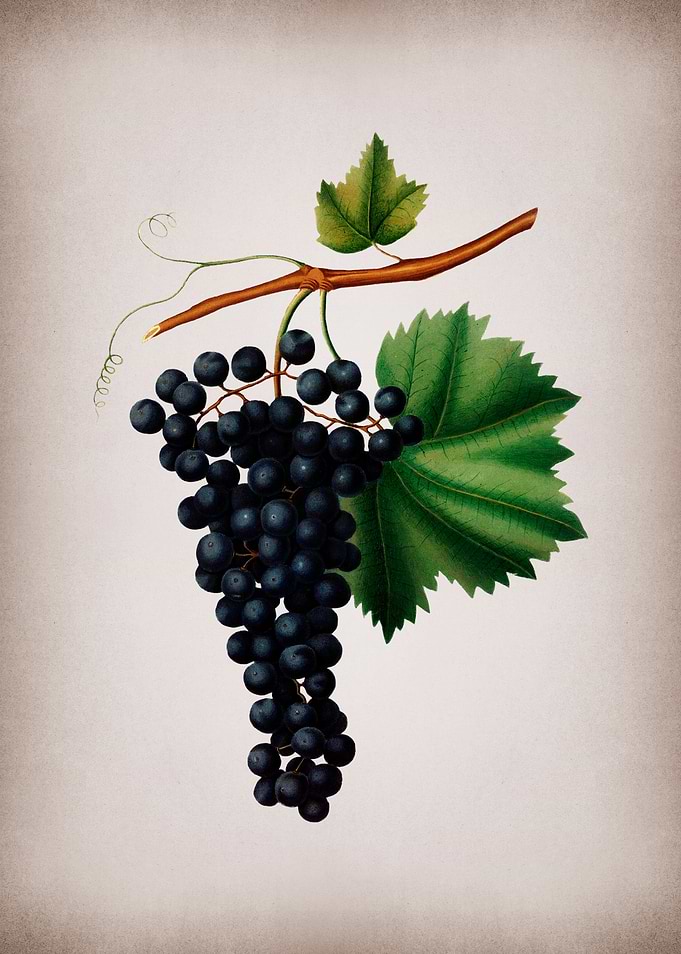 Grape Drawing on Parchment