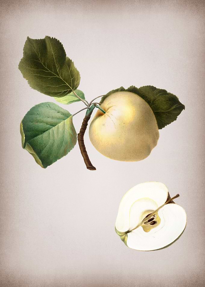 Apple Drawn on Parchment