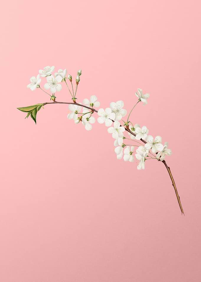 Cherry Flower on Rose Pink