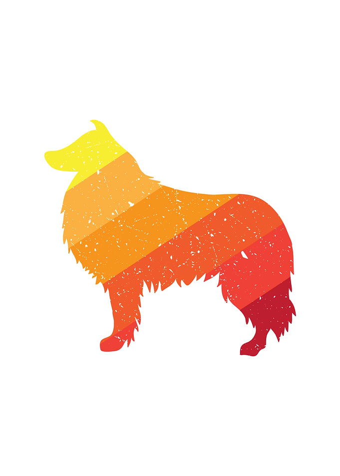 Shetland Sheepdog