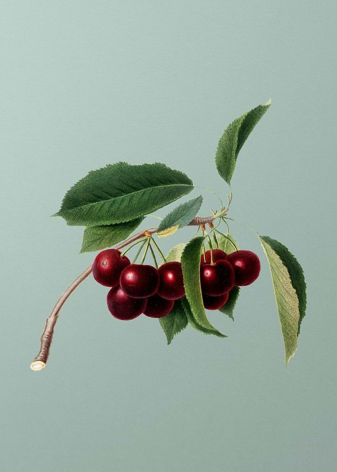 Vintage Cherry Fruit