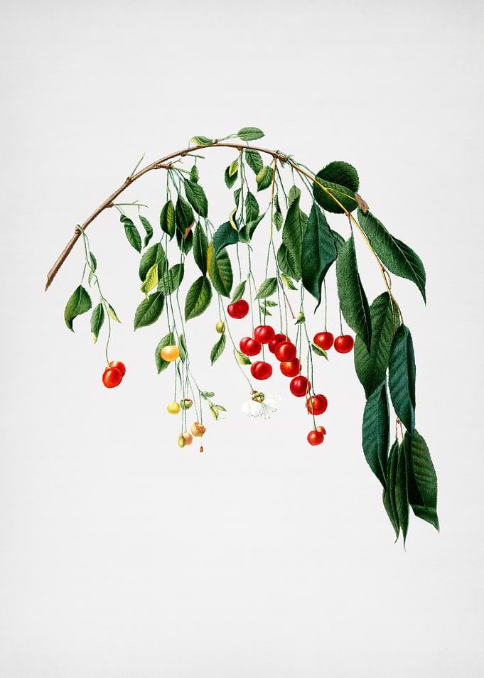 Vintage Cherries Painting