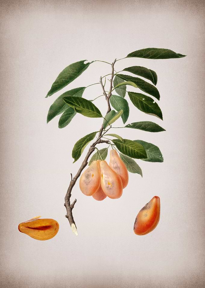 Plum Fruit Illustration