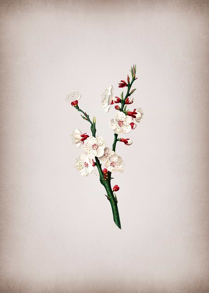 Apricot Flower Painting